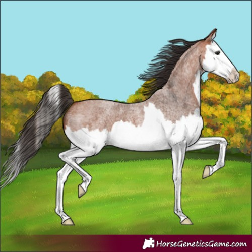 Horse Color:Bay Roan Splash