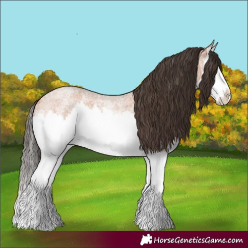 Horse Color:Bay Roan Splash