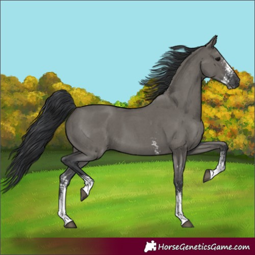 Horse Color:Grullo Sabino