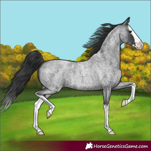 Horse Color:Unknown 