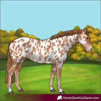 Horse Color:Chestnut Near Leopard