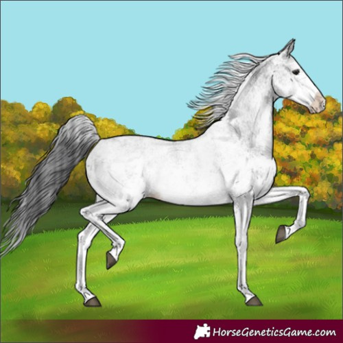 Horse Color:White Spotted Black Sabino Splash Rabicano 