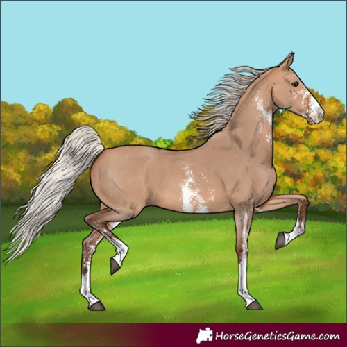 Horse Color:Silver Bay Dun Sabino 