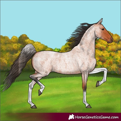Horse Color:White Spotted Bay Roan