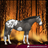 Horse Color:Gray Black Splash Frame Blanket