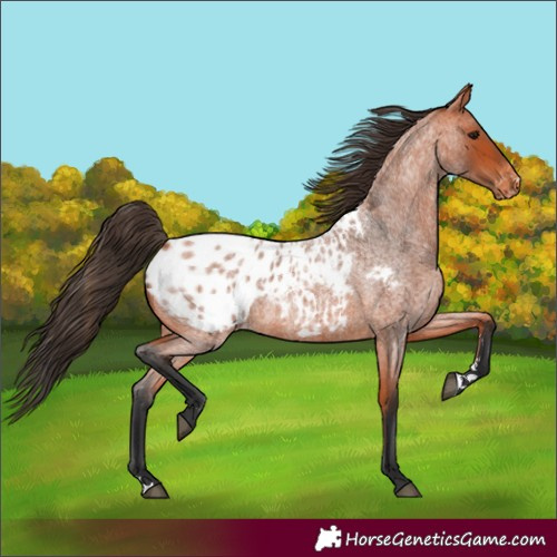 Horse Color:Bay Roan Blanket Rabicano