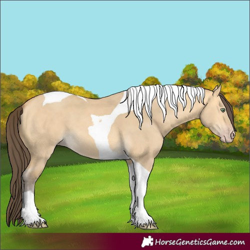 Horse Color:Amber Cream Champagne Dun Tobiano