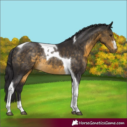 Horse Color:Buckskin Tobiano Rabicano