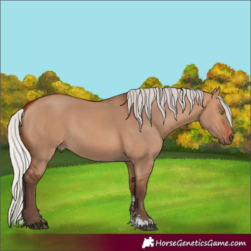 Horse Color:Silver Bay Dun Sabino Rabicano 