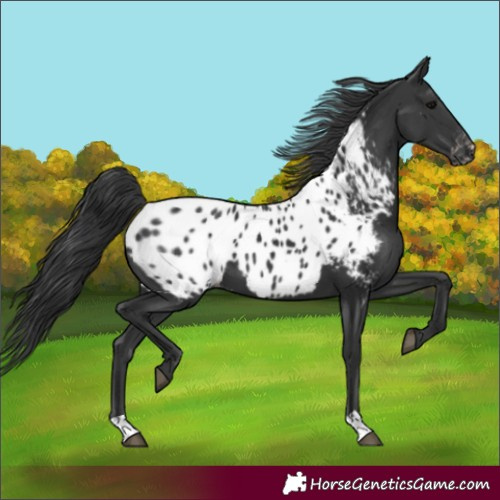 Horse Color:Black Near Leopard