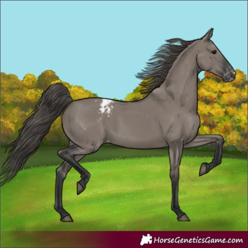 Horse Color:Grullo Varnish