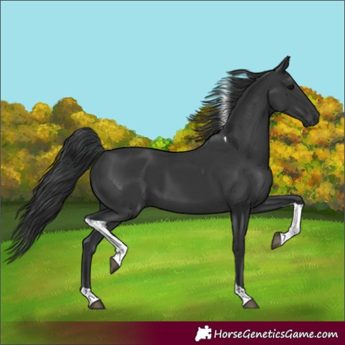 Horse Color:Black Tobiano 