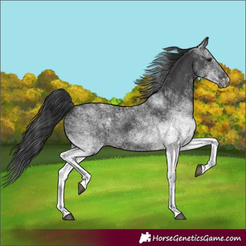 Horse Color:White Spotted Black 