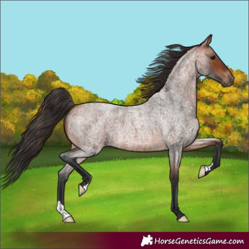 Horse Color:Bay Roan 
