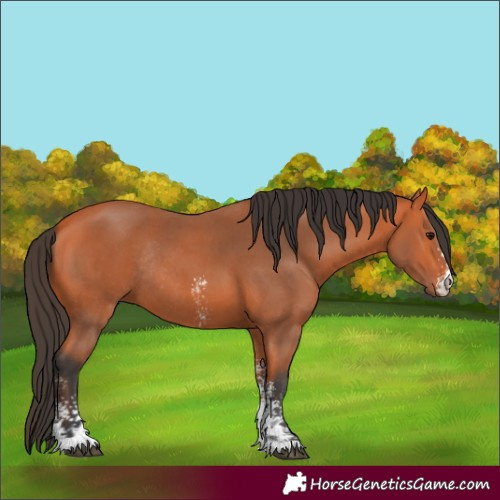 Horse Color:Bay Sabino Rabicano