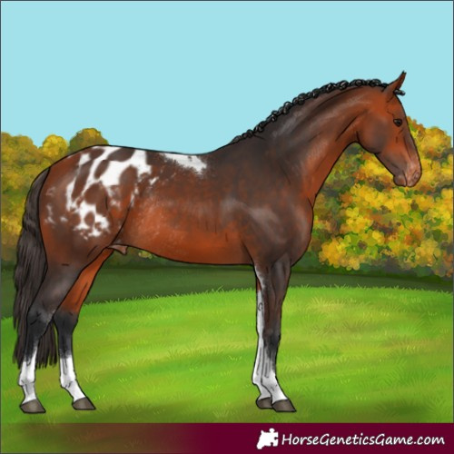 Horse Color:Bay Tobiano Appaloosa Rabicano 