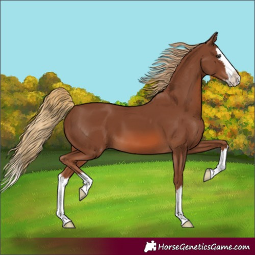 Horse Color:Chestnut Splash 