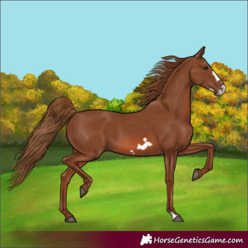 Horse Color:Chestnut Frame