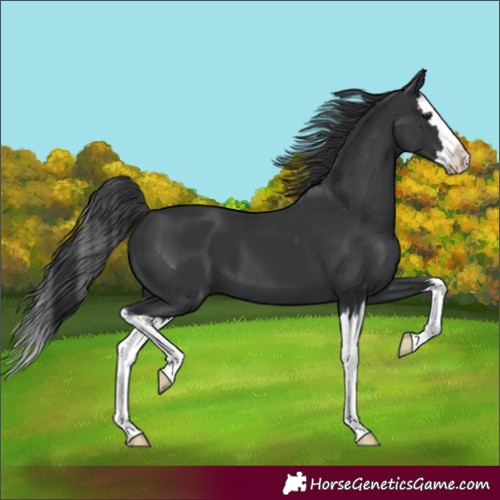 Horse Color:Black Splash