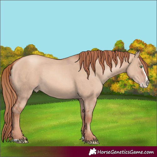 Horse Color:Gold Champagne Dun Splash