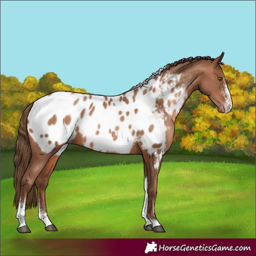 Horse Color:Brown Pearl Sabino Tobiano Appaloosa Rabicano