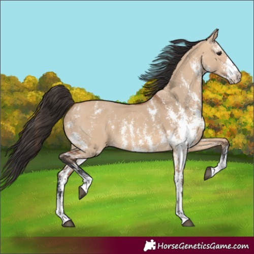 Horse Color:Bay Dun Sabino