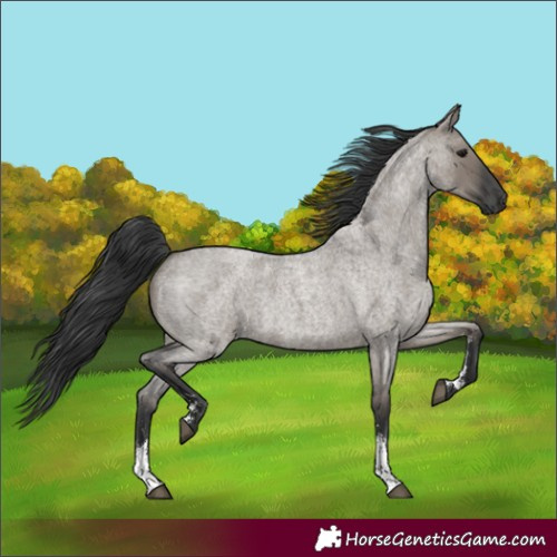 Horse Color:Grullo Roan Sabino
