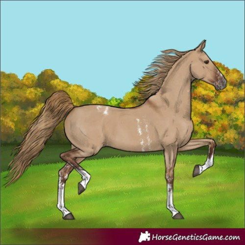 Horse Color:Gray Red Dun Sabino Varnish 