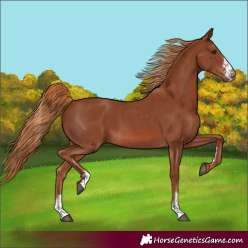 Horse Color:Chestnut Sabino 