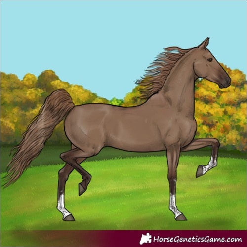 Horse Color:Liver Red Dun Sabino
