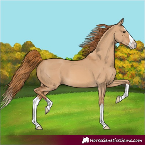Horse Color:Red Dun Splash 