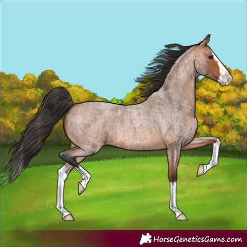 Horse Color:Bay Roan Splash 