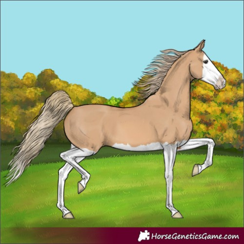 Horse Color:Red Dun Splash