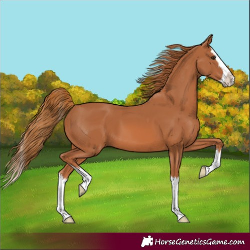 Horse Color:Unknown 