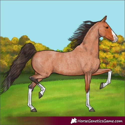 Horse Color:Unknown 
