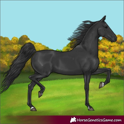 Horse Color:Black Rabicano