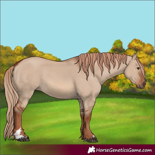 Horse Color:Red Dun Rabicano