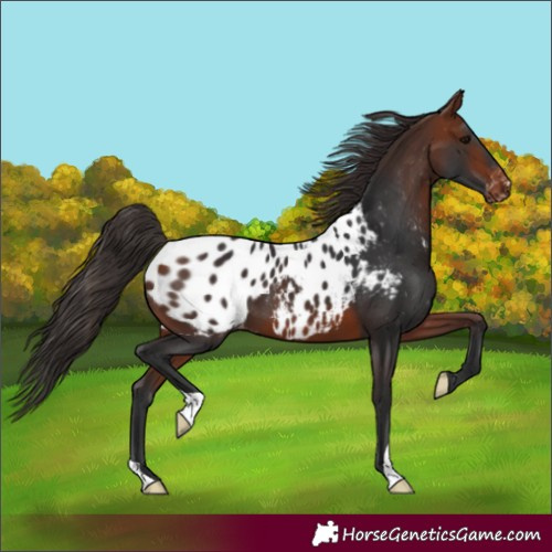 Horse Color:Bay Blanket 