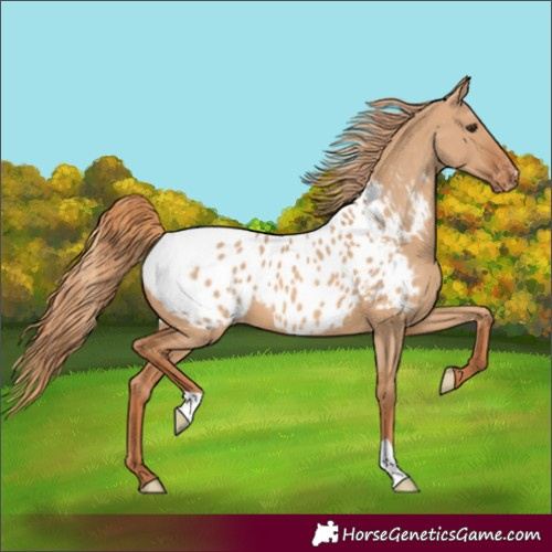 Horse Color:Red Dun Blanket