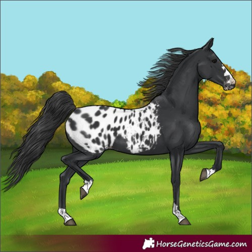 Horse Color:Black Blanket 