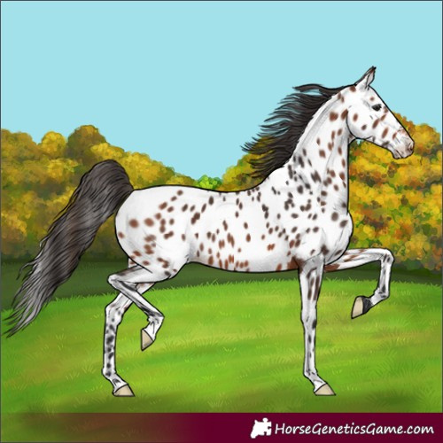 Horse Color:Unknown 