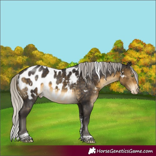 Horse Color:White Spotted Silver Buckskin Tobiano Appaloosa