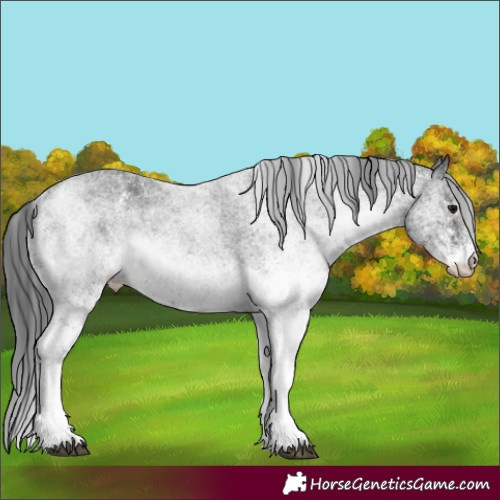 Horse Color:White Spotted Black Rabicano 