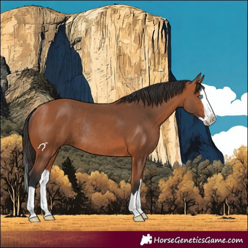 Horse Color:Bay Splash Rabicano 