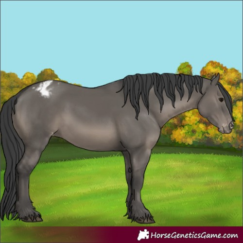 Horse Color:Grullo Appaloosa 