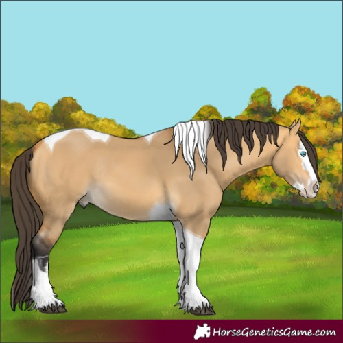 Horse Color:Buckskin Dun Splash Tobiano Rabicano 