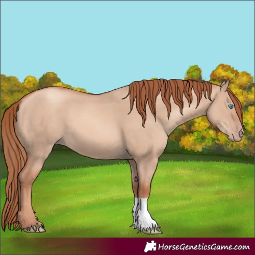 Horse Color:Gold Champagne Dun 