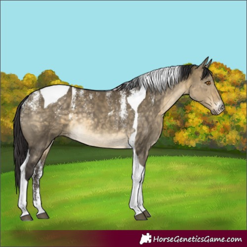 Horse Color:Powder White Buckskin Dun Tobiano 