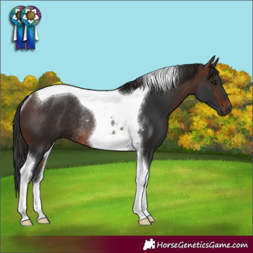 Horse Color:Brown Tobiano Rabicano