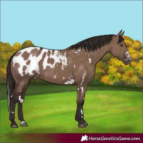 Horse Color:White Spotted Liver Red Dun Sabino Appaloosa